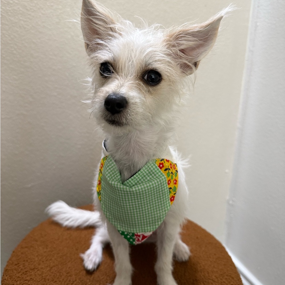 Green and Yellow Dog Bandana